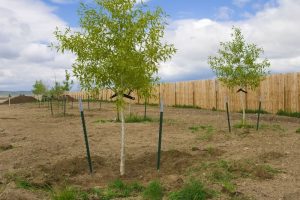 Montana Landscape Construction - tree planting