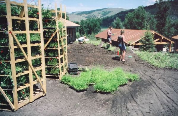 Southwest Montana Landscape Planning - planting