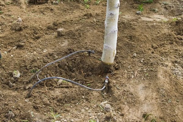 Southwest Montana Landscape Planning - irrigation