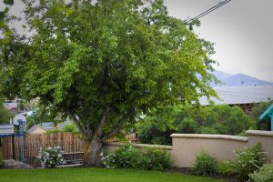 Butte, MT Landscaping Project 2008